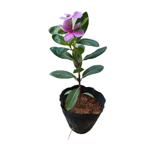长春花花苗盆栽五瓣梅苗日日春当年开花好养阳台庭院四季观花植物 - 图3