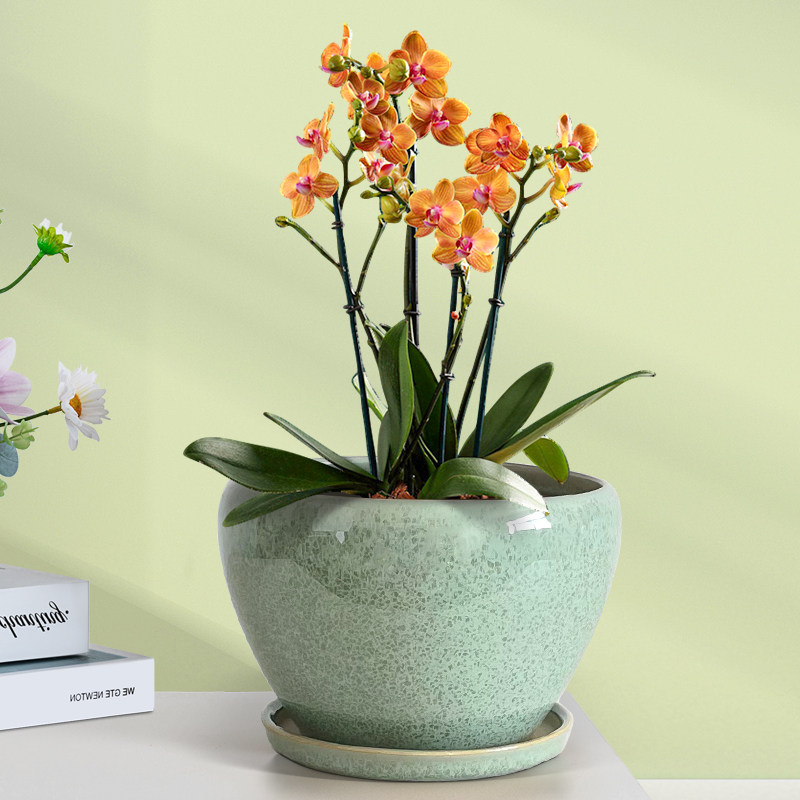 陶瓷花盆带托盘创意简约家用个性大号清仓家用绿植绿萝多肉育苗盆,淘宝优惠券,粉丝福利购,淘宝优惠卷