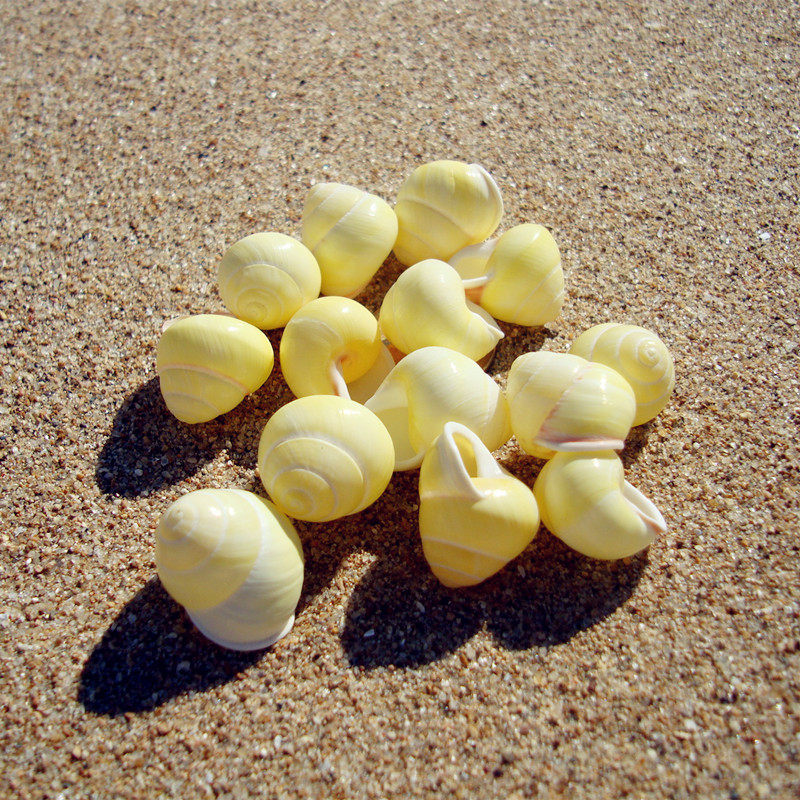 面包螺 小海螺小贝壳 地中海风格装饰品 幼儿园布置造型墙diy制作