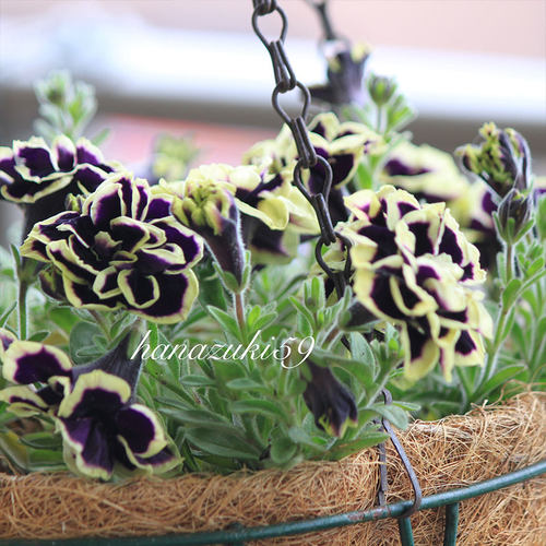 （满4盆包邮）重瓣矮牵牛垂吊冰淡紫开花不断进口盆栽花卉 - 图2