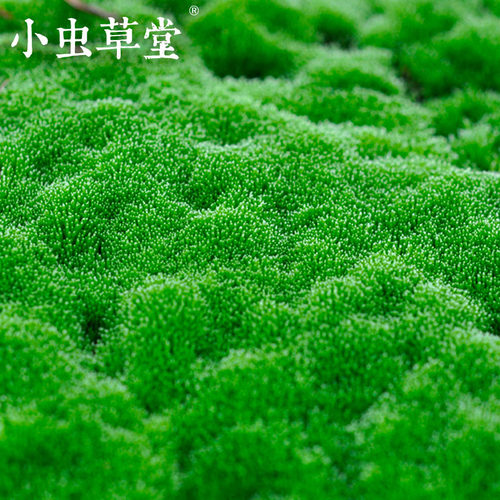 苔藓小虫草堂鲜绿青苔活水苔白发砂朵朵真曲尾羊绒蕨类植物微景观-图0