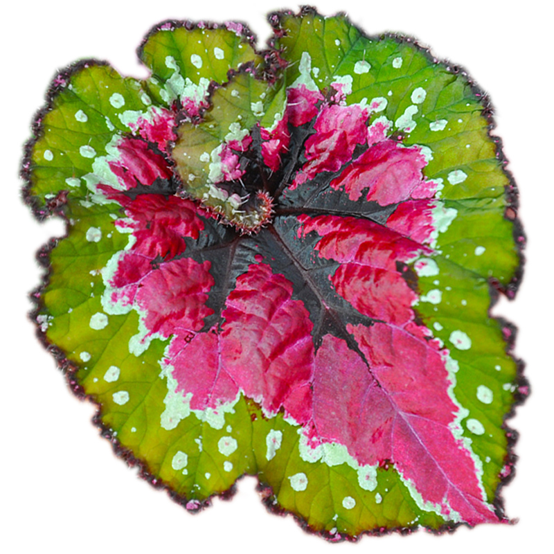 秋海棠 小虫草堂盆栽黑骑士五彩蜗牛焰火圣尼克室内观叶植物喜阴,淘宝优惠券,粉丝福利购,淘宝优惠卷