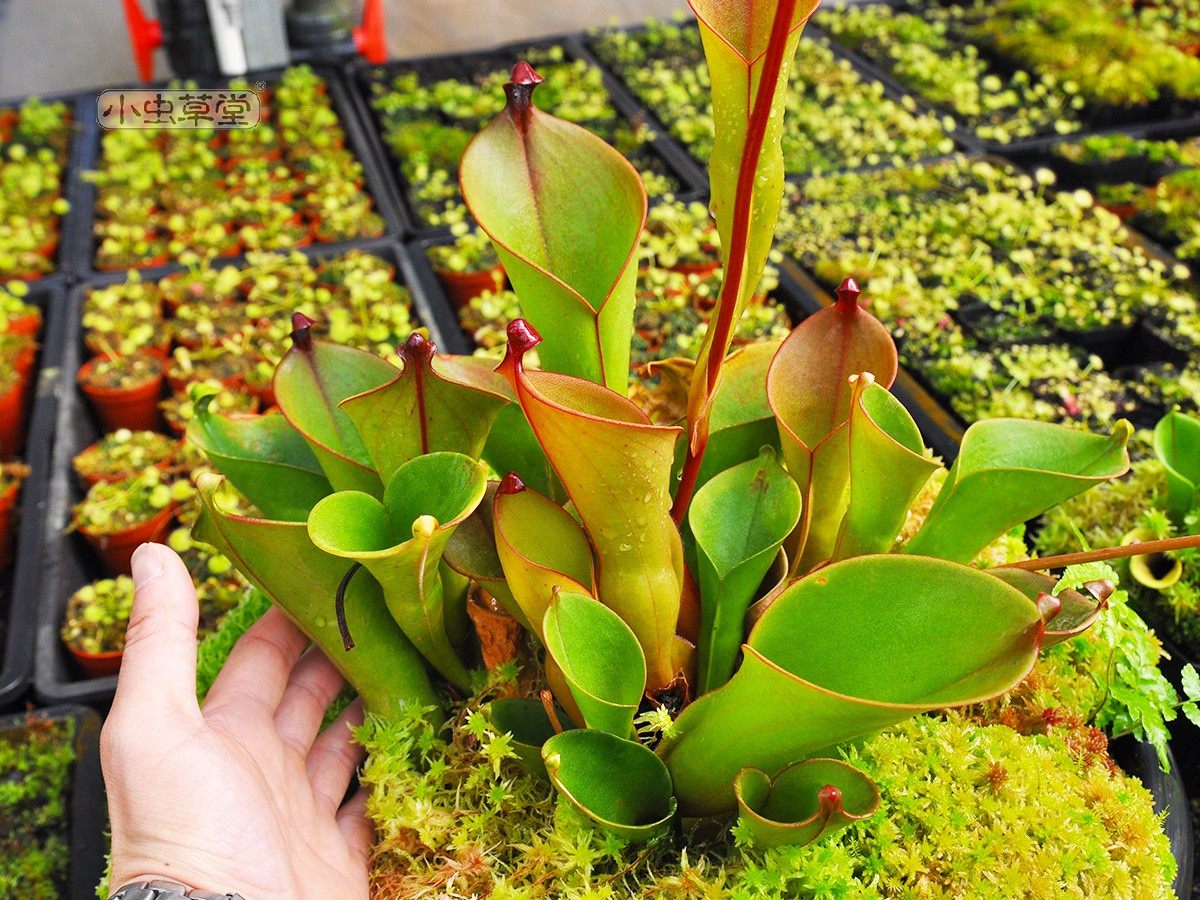 小太阳瓶子草垂花内布利纳山美丽艾俄那泰特小虫草堂食虫植物盆栽,淘宝优惠券,粉丝福利购,淘宝优惠卷