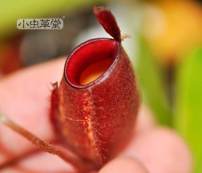 绿苹果猪笼草小虫草堂食虫植物直播9地笼超萌热带植物室内食虫草 - 图1