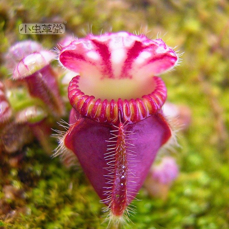 小虫草堂直播21土瓶草食虫植物盆栽绿植室内耐阴稀有另类猪笼草,淘宝优惠券,粉丝福利购,淘宝优惠卷