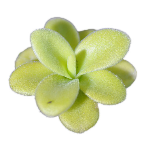 巨大捕虫堇小虫草堂Pinguiculagigantea超大会吃虫的多肉食虫植物 - 图3