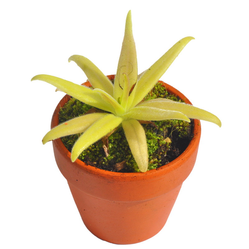 章鱼捕虫堇小虫草堂食虫植物捕蝇草食虫草食人花多肉稀有贵货盆栽,淘宝优惠券,粉丝福利购,淘宝优惠卷