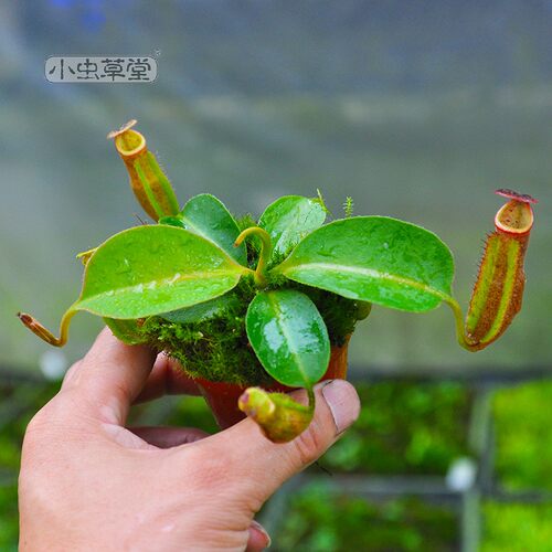 陈氏x（劳氏x博世）猪笼草实生苗独家首发小虫草堂育种食虫植物 - 图2