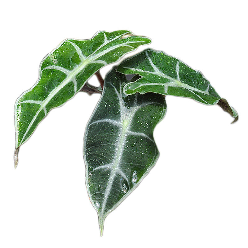 小虫草堂直播8食虫热带植物绿天鹅绒海芋萨利安秋海棠蔓绿绒花烛,淘宝优惠券,粉丝福利购,淘宝优惠卷