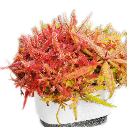 阿帝露茅膏菜巨大 新手推荐食虫植物小虫草堂喜阴耐阴室内办公室 - 图3