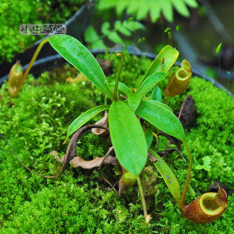 杏黄猪笼草小虫草堂直播17食虫植物盆栽食虫草稀有奇趣绿植驱蚊 - 图0