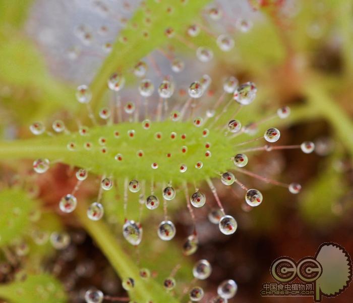 阿帝露茅膏菜 耐阴喜阴室内 食虫植物盆栽食虫草驱蚊好养大型超大,淘宝优惠券,粉丝福利购,淘宝优惠卷