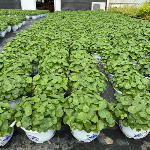 铜钱草盆栽 草 水培植物 四季常绿 大苗整盆带土带叶发货包邮 - 图1
