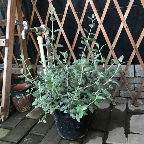 银色水果兰球 耐寒皮实多年生常绿观叶 银灰色花园花镜调色植物 - 图1