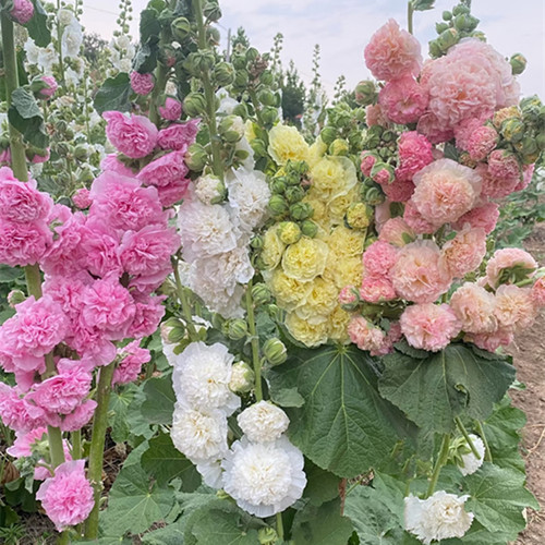 重瓣蜀葵查特 桃子与梦 大花蜀葵一丈红 庭院阳台耐热花卉 花期长 - 图2