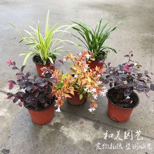 金边麦冬兰大花六道木 红花继木 大叶吴风草 多年生地被植物 - 图1