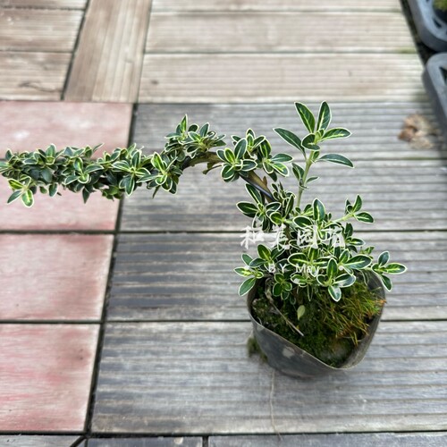 六月雪盆栽花如白雪 多年生木本满天星六月雪盆景 耐热植物 包邮 - 图1