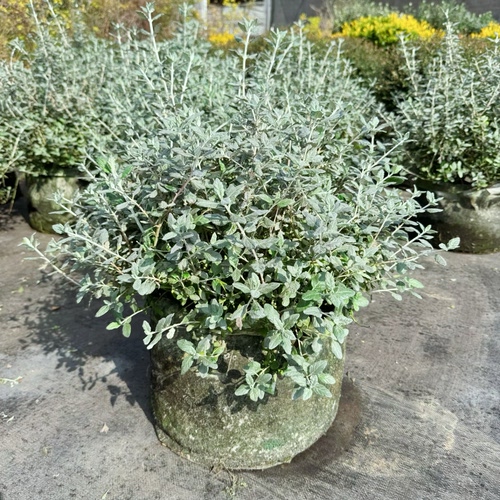 银色水果兰球 耐寒皮实多年生常绿观叶 银灰色花园花镜调色植物 - 图3