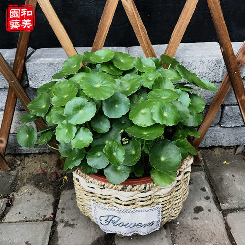 铜钱草盆栽 草 水培植物 四季常绿 大苗整盆带土带叶发货包邮 - 图2