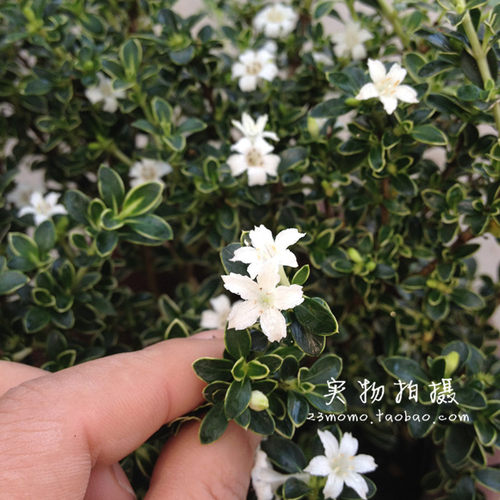 六月雪盆栽花如白雪 多年生木本满天星六月雪盆景 耐热植物 包邮 - 图0