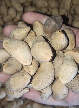 印尼夹竹桃chacha植物果实壳手工果壳铃DIY音疗治愈系静心散壳
