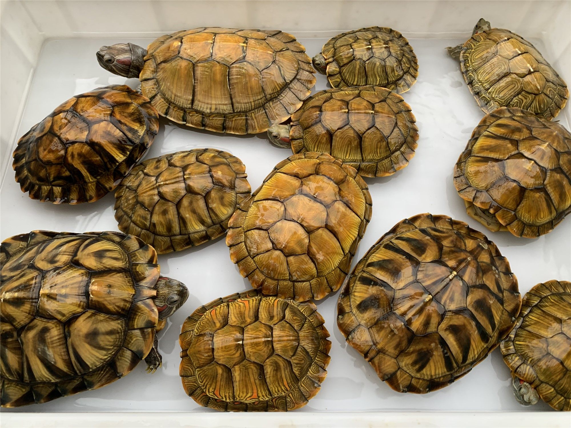 巴西红耳龟宠物龟大小招财乌龟活物活体观赏龟公母情侣外塘深水龟,淘宝优惠券,粉丝福利购,淘宝优惠卷