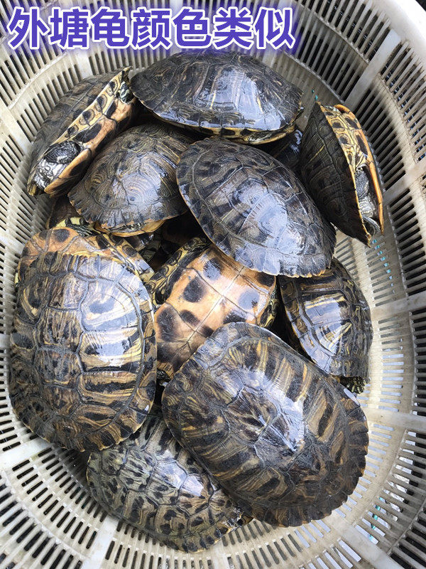 巴西红耳龟外塘龟宠物龟招财小乌龟活物活体观赏龟公母情侣深水龟,淘宝优惠券,粉丝福利购,淘宝优惠卷