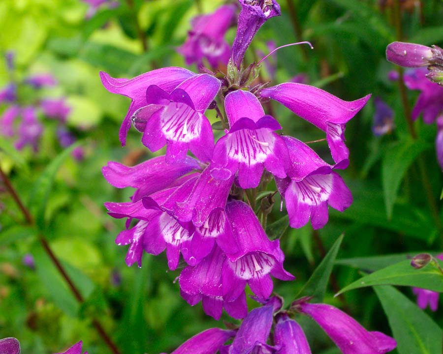 钓钟柳密花酸葡萄 Penstemon 'Sour Grapes' 盆栽花苗多年生宿根 - 图2