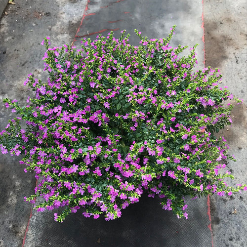 满天星花苗庭院植物阳台花卉四季花卉大叶满天星盆栽花卉 - 图2