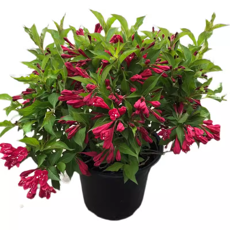 花叶锦带盆栽多年生花卉耐寒零下30°花镜植物红王子锦带庭院好养,淘宝优惠券,粉丝福利购,淘宝优惠卷