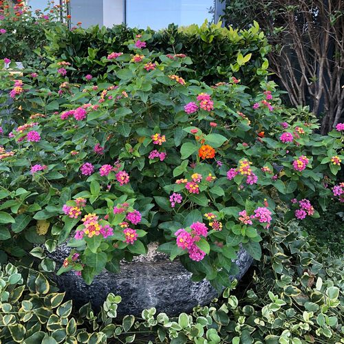 五色梅盆栽耐热耐晒阳台庭院花园植物五色梅棒棒糖四季花卉马樱丹 - 图2