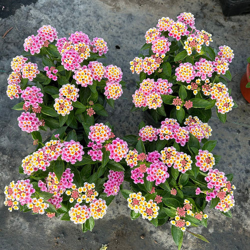 彩色五色梅盆栽 马樱丹 庭院阳台多年生夏季耐热花卉花期很长 - 图0