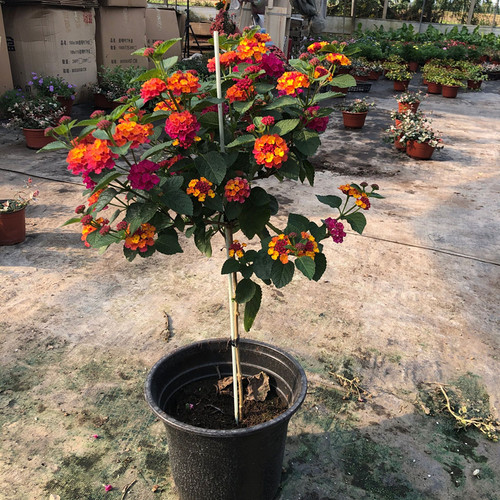 五色梅盆栽耐热耐晒阳台庭院花园植物五色梅棒棒糖四季花卉马樱丹 - 图1