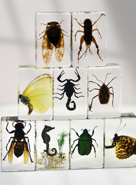 新款真实昆虫标本透明树脂蜘蛛蝴蝶金龟蝎子科普摆件