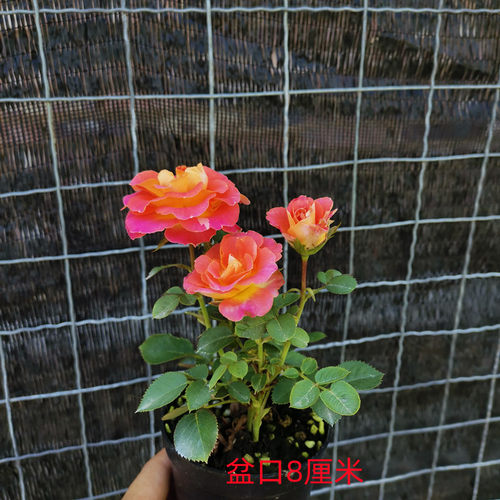 姬月季玫瑰超迷你微型植物桌面盆栽室内阳台绿植花卉盆景四季开花 - 图1