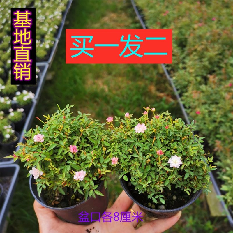 姬月季日本姬乙女四季开花迷你微月季盆栽阳台桌面绿植花卉带花苞-图0