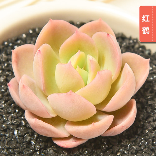 大和锦 多肉植物批发组合盆栽绿植肉嘟嘟肉肉室内植物盆景 - 图1