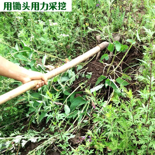 甘肃野生丹参500g克包邮深山采挖紫丹参8-9年生长整根发货 - 图0