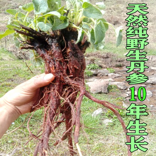 甘肃野生丹参500g克包邮深山采挖紫丹参8-9年生长整根发货 - 图2