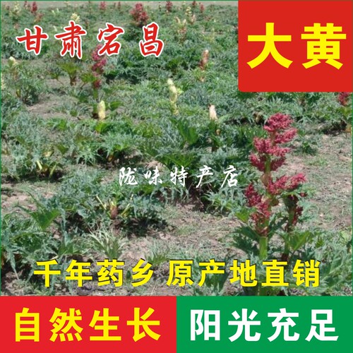 甘肃野生大黄500g包邮大黄片生大黄自然晒干5-6年生长可免费磨大 - 图2