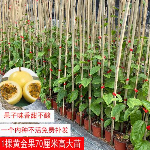 百香果苗黄金果台农果树苗新品种当年结果多年生易成活南北方种植 - 图0