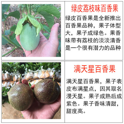 百香果苗黄金果台农果树苗新品种当年结果多年生易成活南北方种植 - 图1
