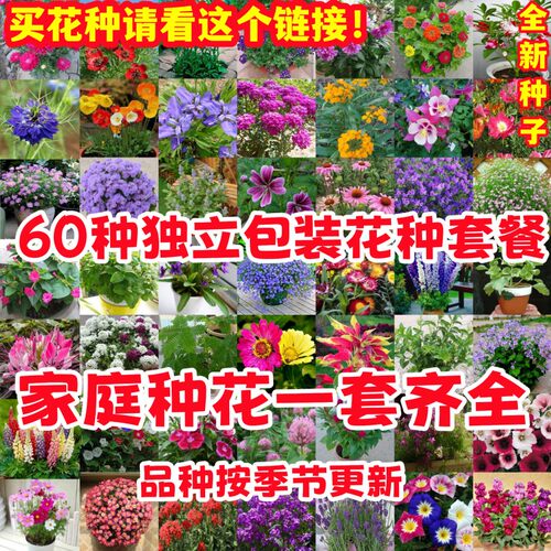 花种子大全合集四季种易活阳台盆栽花卉种籽组合套餐花籽花子包邮 - 图1
