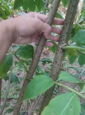 新鲜现剪活筋条顺筋骨树