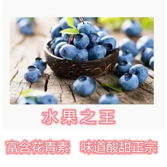 Bulk high quality large dried wild blueberries