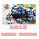 Bulk high quality large dried wild blueberries