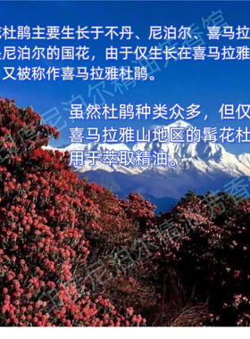 尼泊尔whole earth herbs单方髯花杜鹃精油原装轻盈灵动高山天然