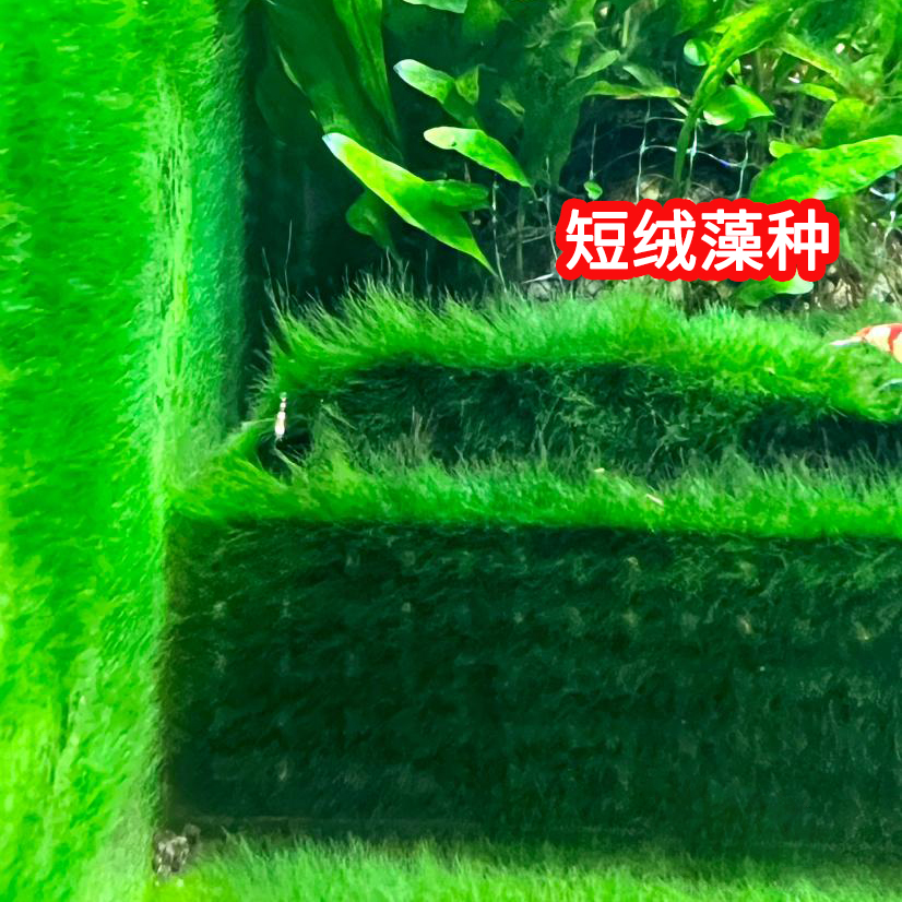 兰寿金鱼长绒藻短绒藻孢子苏虾藻鱼缸爆藻种鱼缸绿藻绿苔种活造景-图1