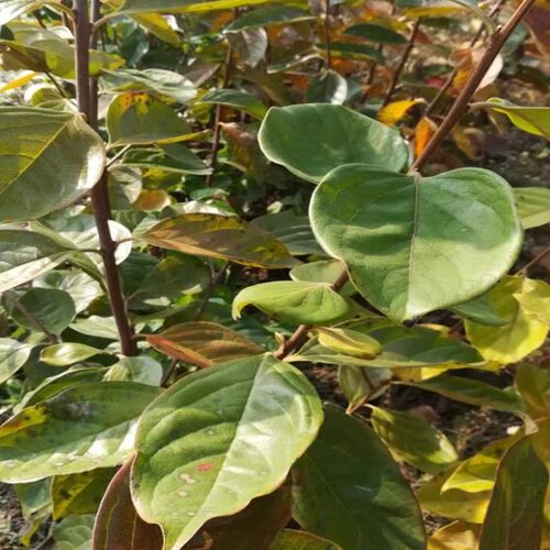 柿子树苗嫁接的阳丰甜柿子苗南方北方种植庭院盆栽地栽果树苗包活 - 图2