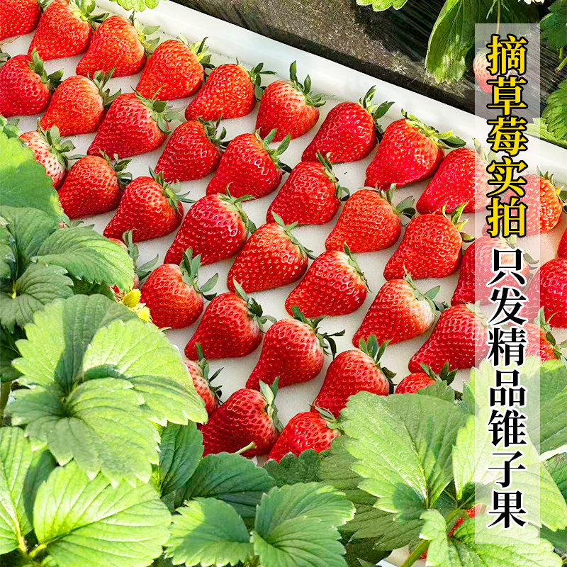 丹东99大红颜草莓3斤孕妇牛奶草梅礼盒新鲜当季水果草莓整箱包邮